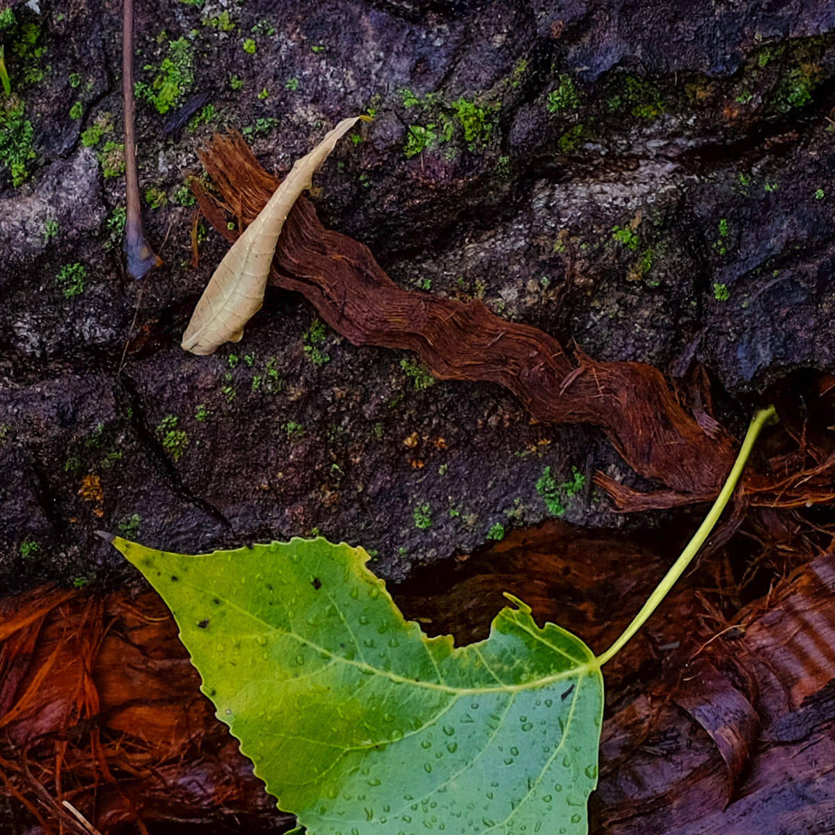 bark and leaves